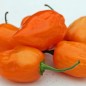 Preview: Habanero Franzisca (Schärfe 10+) (Samen)