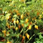 Preview: Gemüsechili Biquinho Amarelo (Schärfe 1) (Samen)