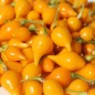 Preview: Gemüsechili Biquinho Amarelo (Schärfe 1) (Samen)