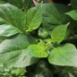 Preview: Gemüsechili Biquinho Amarelo (Schärfe 1) (Samen)