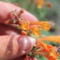 Preview: Agastache Apricot Sunrise (Samen)