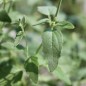 Preview: Agastache Apricot Sunrise (Samen)