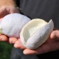 Preview: Akebia White Chocolate (Pflanze)
