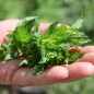 Preview: Algerische Fruchtminze (Pflanze)