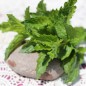 Preview: Algerische Fruchtminze (Pflanze)