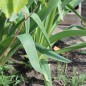 Preview: Sternkugellauch (Samen)