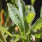 Preview: Alpen-Aster Dark Blue (Samen)