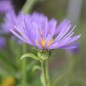 Preview: Alpen-Aster Dark Blue (Samen)