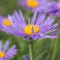 Preview: Alpen-Aster Dark Blue (Samen)