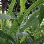 Preview: Galgant - (Thai-Ingwer) (Pflanze)