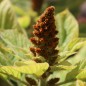Preview: Amaranth Golden Giant (Samen)