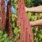 Preview: Amaranth Coral Fountain (Samen)