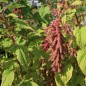 Preview: Amaranth Coral Fountain (Samen)