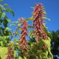 Preview: Amaranth Coral Fountain (Samen)