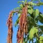Preview: Amaranth Coral Fountain (Samen)