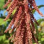 Preview: Amaranth Coral Fountain (Samen)