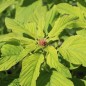 Preview: Amaranth Coral Fountain (Samen)