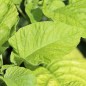 Preview: Amaranth Lou Sin Green (Samen)