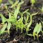 Preview: Amaranth Lou Sin Green (Samen)