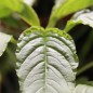 Preview: Popp-Amaranth Mercado (Samen)