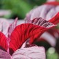 Preview: Amaranth All Red (Samen)