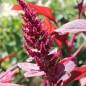 Preview: Amaranth All Red (Samen)