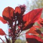 Preview: Amaranth Red Aztec (Samen)