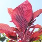 Preview: Amaranth Red Aztec (Samen)