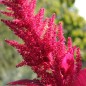 Preview: Amaranth Red Aztec (Samen)