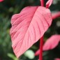 Preview: Amaranth Red Aztec (Samen)