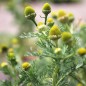 Preview: Ananas-Kamille (Samen)