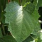 Preview: Andenbeere Lori (Samen)