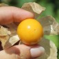 Preview: Neu! Andenbeere Schönbrunner Gold (Samen)