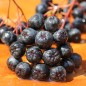 Preview: Aronia Aron (Pflanze)