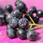 Preview: Aronia Aron (Pflanze)