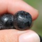 Preview: Aronia Viking (Pflanze)
