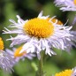 Preview: Aster Wartburgstern (Samen)