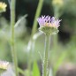 Preview: Aster Wartburgstern (Samen)