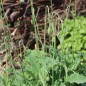 Preview: Atlas-Mohn Flore Pleno (Samen)