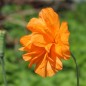 Preview: Atlas-Mohn Flore Pleno (Samen)