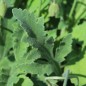 Preview: Atlas-Mohn Flore Pleno (Samen)