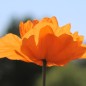 Preview: Atlas-Mohn Flore Pleno (Samen)