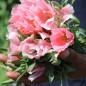 Preview: Atlasblume - Sommerazalee Sybil Sherwood (Samen)