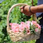 Preview: Atlasblume - Sommerazalee Sybil Sherwood (Samen)