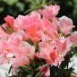 Preview: Atlasblume - Sommerazalee Sybil Sherwood (Samen)