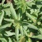 Preview: Atlasblume - Sommerazalee Sybil Sherwood (Samen)