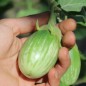 Preview: Aubergine Arumugam’s (freilandgeeignet) (Samen)