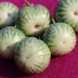 Preview: Aubergine Baby Marbled (Samen)