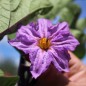 Preview: Aubergine Black Champion (Samen)