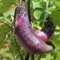 Preview: Aubergine Black Champion (Samen)